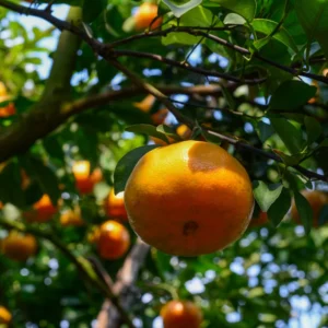 Murcott Mandarin Tree, Tangerine Tree, Murcott Citrus Fruit tree, Tangerine Fruit Tree 3 Feet Tall from the Pot Base