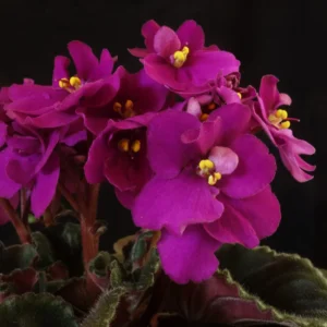 African Violet Plant Live In 4 Inch Pot - Perfect for Indoor Garden, African Violet Flowers