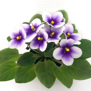 African Violet Plant Live In 4 Inch Pot - Perfect for Indoor Garden, African Violet Flowers