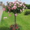 Pink Rose Bush Plant Live Shrub for Planting, Fragrant Rose Bushes Plant Live, Pink Rose for Planting, Starter Size, 4 to 10 Inc Tall