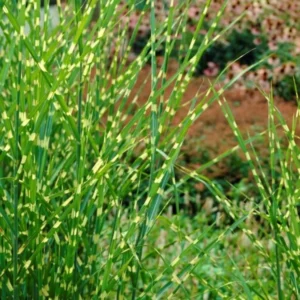 Miscanthus Grass, Gold Yellow Maiden Grass Perennial Miscanthus Live Grass Plants In 2.5