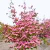 Pink Dogwood Tree Live Plant in Quart Pot, Well Rooted Pink Flowering Dogwood Tree Plant Live, 6 to 14 Inc Tall for Planting