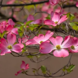 Pink Dogwood Tree Live Plant in Quart Pot, Well Rooted Pink Flowering Dogwood Tree Plant Live, 6 to 14 Inc Tall for Planting