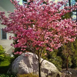 Pink Dogwood Tree Live Plant in Quart Pot, Well Rooted Pink Flowering Dogwood Tree Plant Live, 6 to 14 Inc Tall for Planting