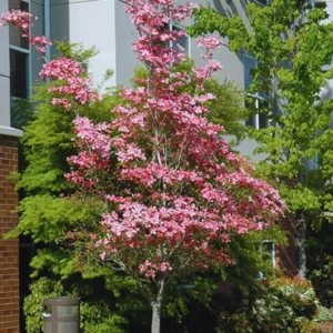 Pink Dogwood Tree Live Plant in Quart Pot, Well Rooted Pink Flowering Dogwood Tree Plant Live, 6 to 14 Inc Tall for Planting