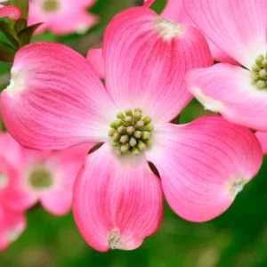 Pink Dogwood Tree Live Plant in Quart Pot, Well Rooted Pink Flowering Dogwood Tree Plant Live, 6 to 14 Inc Tall for Planting