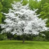 White Dogwood Tree Live Plant, White Flowering Dogwood Tree Plant Live in Quart Pot, 6-12 Inches Tall for Planting, Dogwood Tree Bush Shrub Oranamental Tree