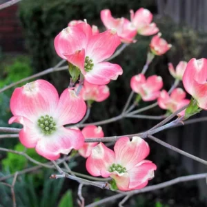 Pink Dogwood Tree Live Plant in Quart Pot, Well Rooted Pink Flowering Dogwood Tree Plant Live, 6 to 14 Inc Tall for Planting