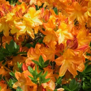 Yellow Azalea Rhododendron Plant Live Shrubs Bushes Flowers in 4
