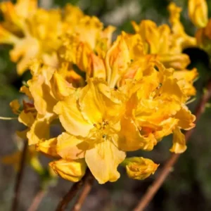 Yellow Azalea Rhododendron Plant Live Shrubs Bushes Flowers in 4