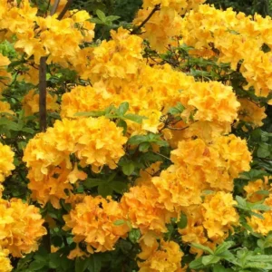 Yellow Azalea Rhododendron Plant Live Shrubs Bushes Flowers in 4