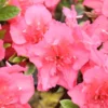 Rhododendron Pink Reblooming Azalea, Bloom Spring Summer and Fall, 4 Inch Pot
