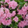 Double Pink Rhododendron Live Plant Bush, 4 Inch Pot
