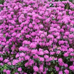 Purple Rhododendron Flowers Dwarf Shrubs Bushes in Quart Pot