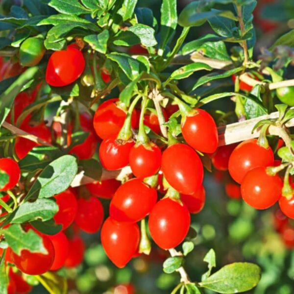 4 - 10 Inch Goji Berry Plant Bush for Planting, Goji Berry Ready to Plant In Pot, Goji Berries Tree Plant Live