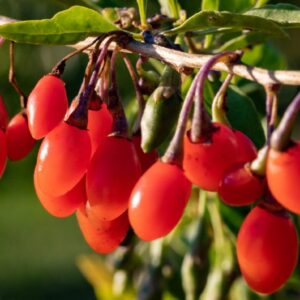 Pack 2 Live Goji Berry Plants, Goji Berry Bushes for Planting, 4-10" Goji Berry Ready to Plant, Goji Berries Tree Plants Live in Pot