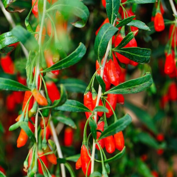 4 - 10 Inch Goji Berry Plants Bushes for Planting, Set 2 Goji Berry Bush Ready to Plants In Pot, Goji Berries Trees Plants Live