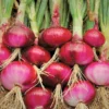 100 Onion Bulbs for Planting, Bulbing Onion Seeds, Onion Bulbs for Planting, Onion Sets, Bulk Onion Sets