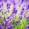 Lavender Plants Live, Live Lavender Plant Indoor Outdoor, Edible Herb
