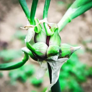 10 Egyptian Walking Onions Bulbs For Planting, Egyptian Walking Onions, Egyptian Walking Onion Seeds