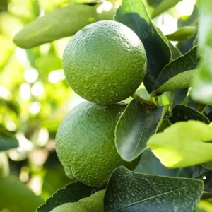 Mature Grafted Key Lime Tree Live Plants for Growing Outdoors, 3 Feet Tall, Gallon Pot, Cannot Ship to CA, Fresh Key Lime Tree