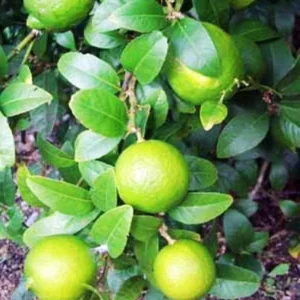 Mature Grafted Key Lime Tree Live Plants for Growing Outdoors, 3 Feet Tall, Gallon Pot, Cannot Ship to CA, Fresh Key Lime Tree