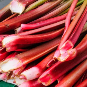 200 Rhubarb Seeds for Planting, Heirloom Non GMO Seeds, High Germination Rate, easy to Plant
