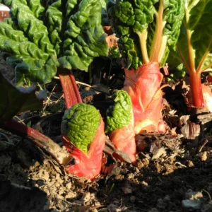 200 Rhubarb Seeds for Planting, Heirloom Non GMO Seeds, High Germination Rate, easy to Plant