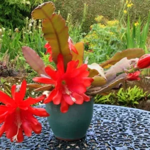 Epiphyllum Orchid Cactus Cutting, Red Epiphyllum Orchid Cactus Plant Live, 10 to 12 Inc Tall, Live Epiphyllum Orchid Cactus Plant