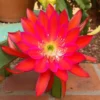 Epiphyllum Orchid Cactus Cutting, Red Epiphyllum Orchid Cactus Plant Live, 10 to 12 Inc Tall, Live Epiphyllum Orchid Cactus Plant