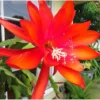 Red Epiphyllum Orchid Cactus Cutting, 10 to 12 Inc Tall, Epiphyllum Orchid Cactus Plant Live, Live Epiphyllum Orchid Cactus Plant
