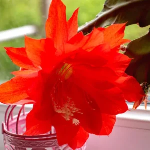 2 Red Epiphyllum Orchid Cactus Cuttings, 10 to 12 Inc Tall, Epiphyllum Orchid Cactus Plant Live, Live Epiphyllum Orchid Cactus Plant