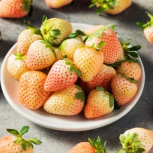 White Carolina Pineberry Plants - 10 Roots -Bareroot-Pineapple/Strawberry Flavor Strawberry Bareroots for Planting