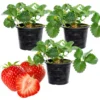6 Ozark Beauty Strawberry Plants, 4 Inch Pot, 2 Plant Per Pot, Strawberry Plants Live for Planting, Bareroot Strawberries, Bare Root Strawberry Plants