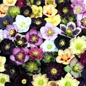 Heritage Hellebore Live Plant, Royal Hellebores Plant, Helleborus Lenten Rose Potted In 2.5 Inc Pot