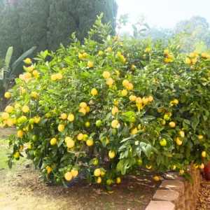 Meyer Lemon Tree Live Plant, 12-15