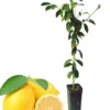 Meyer Lemon Tree Live Plant, 3 Feet Tall, Meyer Lemon Bush Live Plants, Citrus meyeri, Meyer Indoor Outdoor Lemon Tree