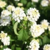 Lot 4 White Trailing Lantana Live Plants For Planting Outdoors, Lantana Plants Live, Well Rooted 4 Inch Pot,Perennial Flower Planting