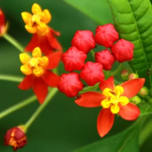 Milkweed Flower Plant, Milkweed Plant Live, Red Yellow Milkweed Plant 8 Inches Height Live In Pot To Plant