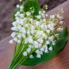 5 Lily of The Valley Bulbs, White Lily of The Valley Roots, Fall Planting, Grow Well Outdoor