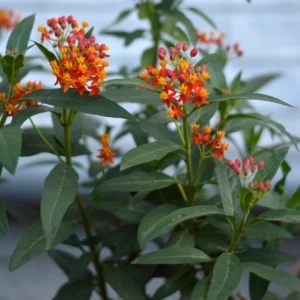 Milkweed Flower Plant, Milkweed Plant Live, Red Yellow Milkweed Plant 8 Inches Height Live In Pot To Plant