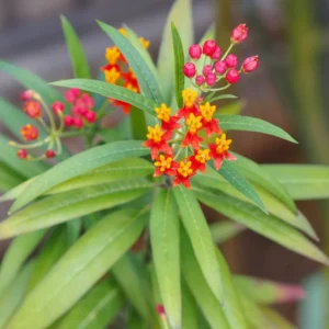 Milkweed Flower Plant, Milkweed Plant Live, Red Yellow Milkweed Plant 8 Inches Height Live In Pot To Plant