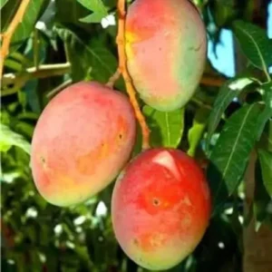 Live Kent Mango Tree Live Plant, Sweet Mango Tree Plant, 9 to 12 Inc Mango Live Plant for Growing Outside