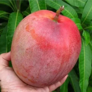 Mango Tree Live Plant, Sweet Mango Tree Plant, 9 to 12 Inc Mango Live Plant for Growing Outside