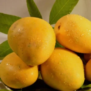 Yellow Sweet Mango Tree Plant, 7 to 10 Inc Mango Tree Live Plant, Live Mango Tree for Planting Outside
