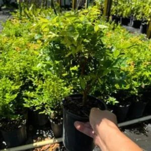 Black Jaboticaba Tree Grafted, Live Jabuticaba Plant in Pot, Brazilian Grape Tree for Planting, 1-3 Feet Tall, No CA, HI, PR, GU, AK