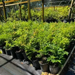 Black Jaboticaba Tree Grafted, Live Jabuticaba Plant in Pot, Brazilian Grape Tree for Planting, 1-3 Feet Tall, No CA, HI, PR, GU, AK