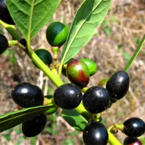 Live Bay Laruel Tree Sweet Bay Laurus Nobilis Plant in 3 Gallon Pot, Bay Leaf Tree, True Laurel for Planting, Size 3 Gallon Pot, No CA, HI, PR, GU, AK