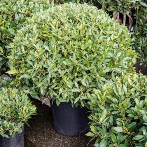 Laurus Nobilis Plant in 3 Gallon Pot, Sweet Bay Laruel Tree, Live Bay Leaf Tree, True Laurel for Planting, Size 3 Gallon Pot, No CA, HI, PR, GU, AK