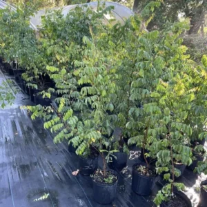 Carambola Starfruit Tree Grafted Live Plant, 2-3 Feet Tall in 3 Gallon Pot, Sweet Star Fruit Tree Plant for Planting, No CA, HI, PR, GU, AK